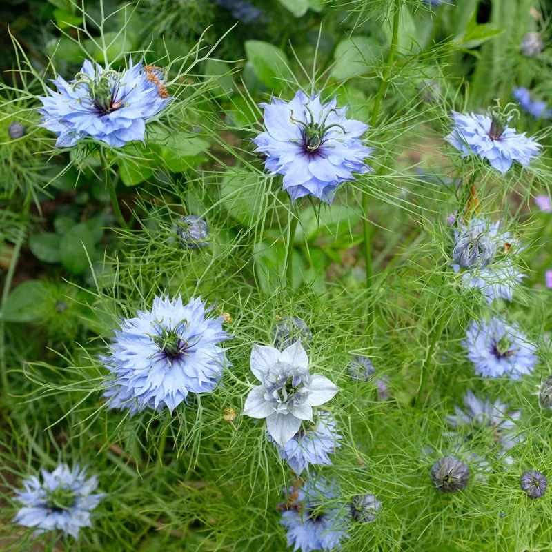 Nigelle de Damas Miss Jekyll Blue