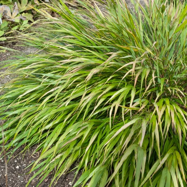 Herbe du Japon Nicolas