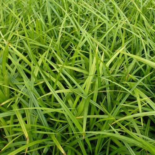 Laîche japonaise - Carex morrowii