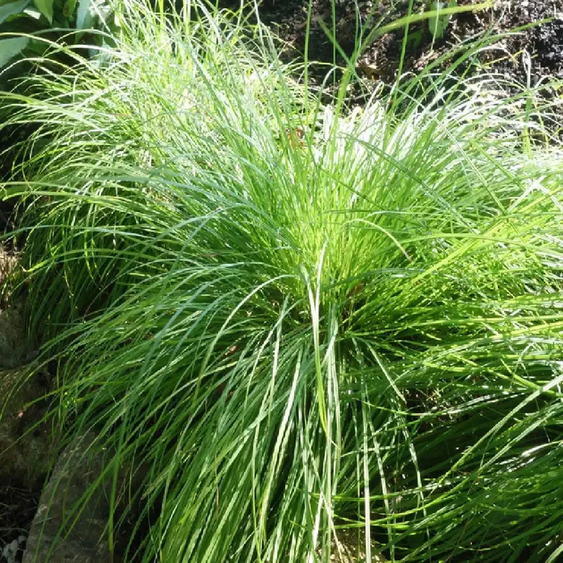 Laîche des montagnes - Carex