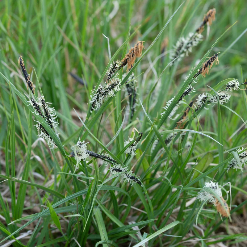 Laîche des montagnes - Carex