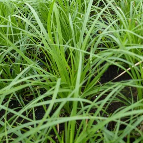 Laîche des montagnes - Carex