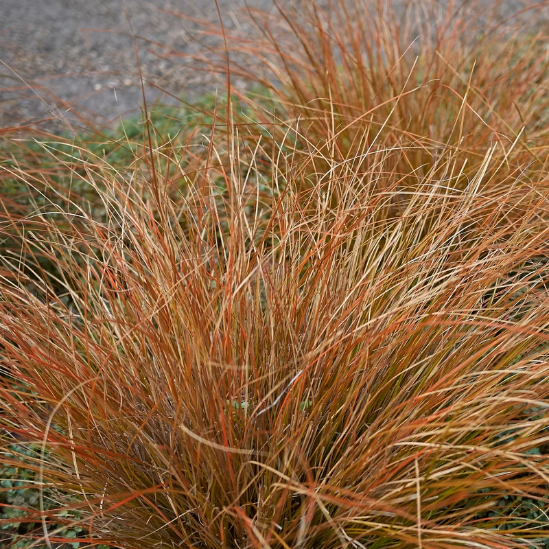 Laîche de Buchanan - Carex