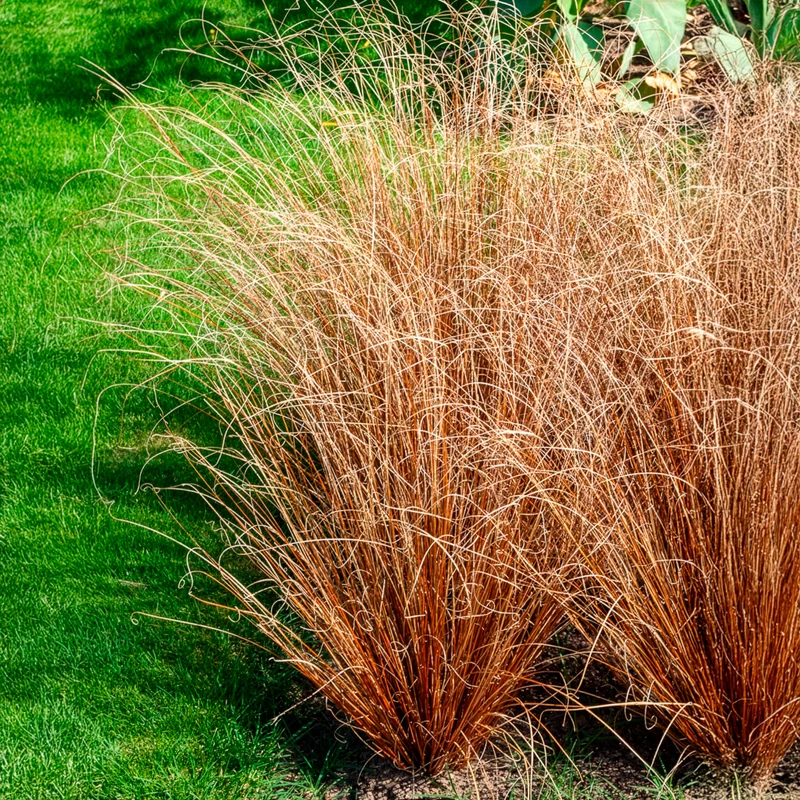 Laîche de Buchanan - Carex