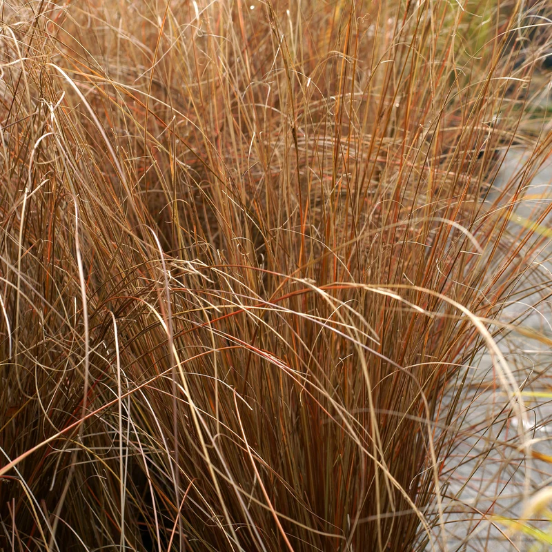 Laîche de Buchanan - Carex