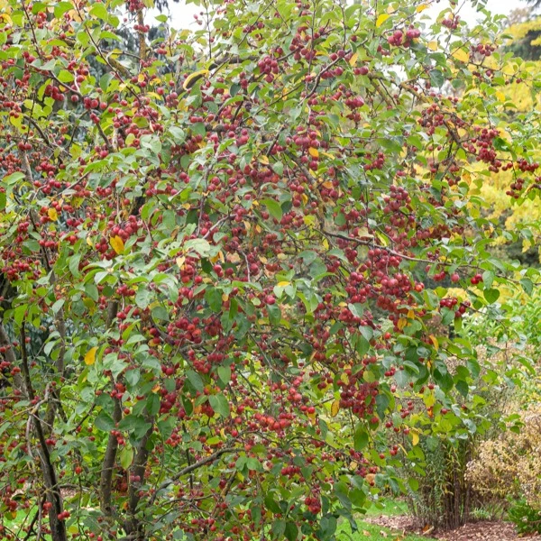Pommier d'ornement Evereste Perpetu