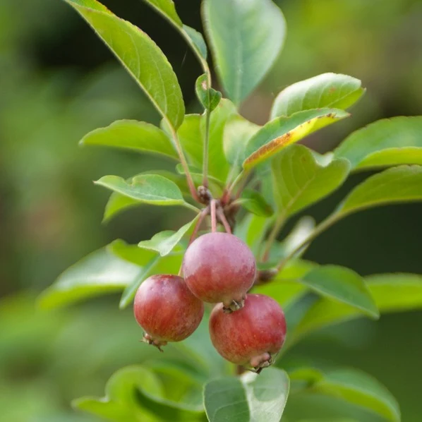 Pommier d'ornement Evereste Perpetu