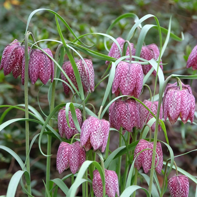 30 Fritillaires pintade en mélange