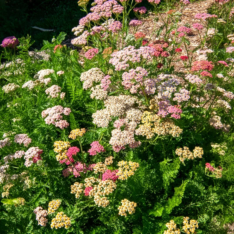 Achillées millefeuille Summer Pastels F2 en mélange