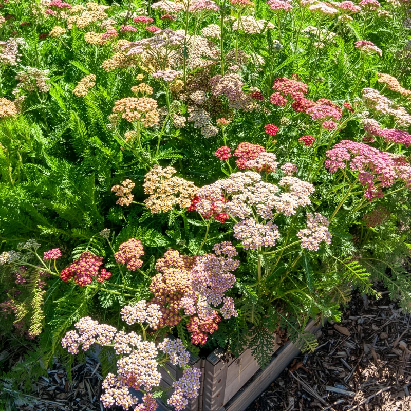 Achillées millefeuille Summer Pastels F2 en mélange
