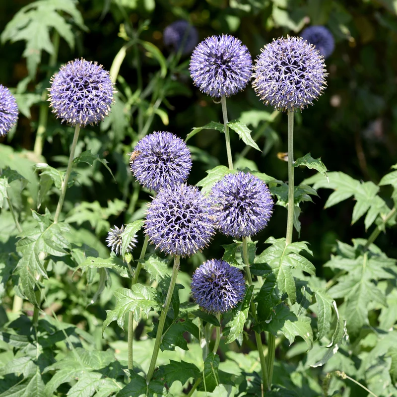 Boule azurée - Chardon boule - Echinops