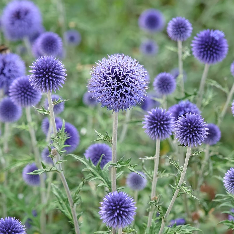 Boule azurée - Chardon boule - Echinops