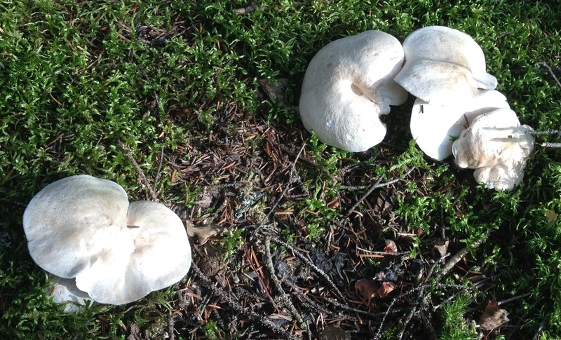 Polypore des brebis