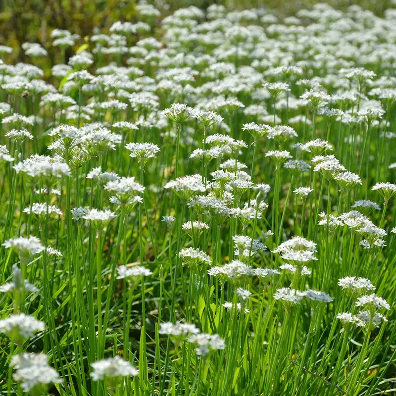 CIBOULE BLANCHE AB