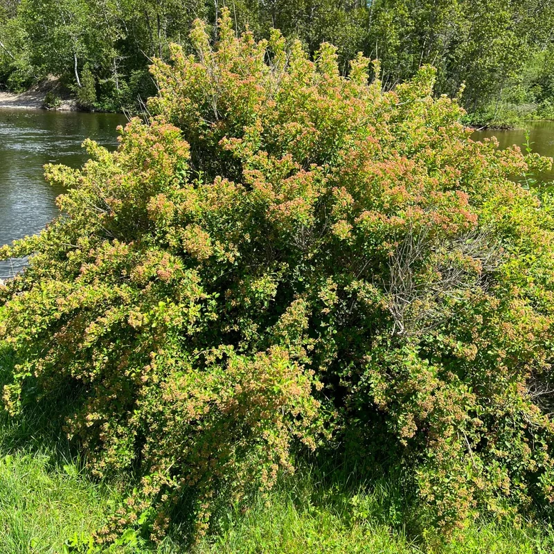 Physocarpe à feuilles d'obier