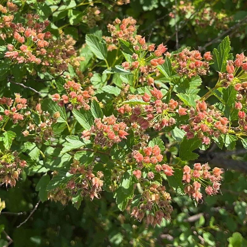 Physocarpe à feuilles d'obier