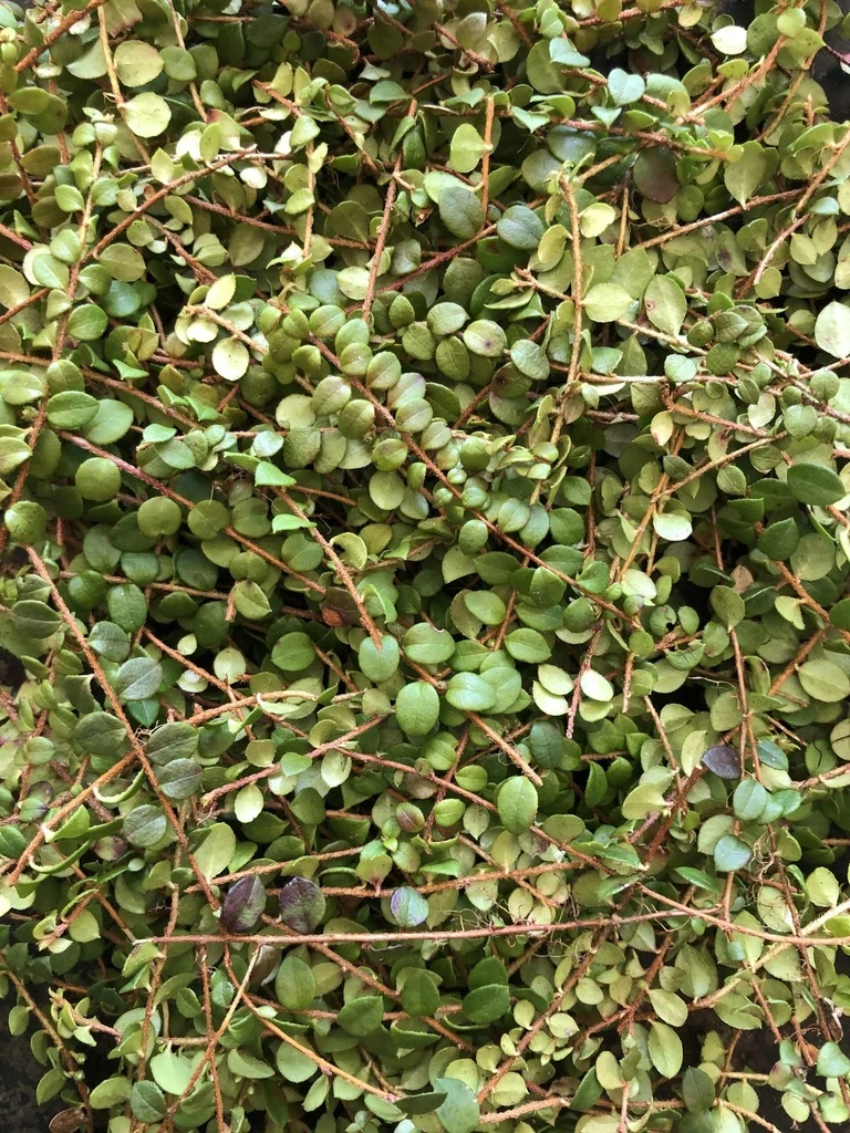 Petit thé des bois