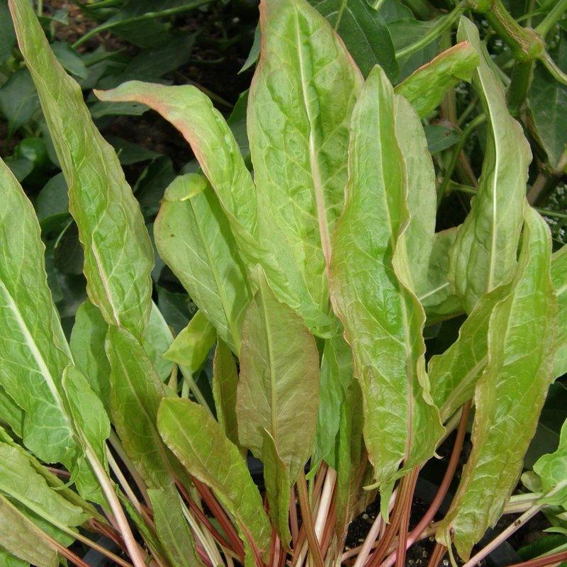 Oseille de jardin - Bio