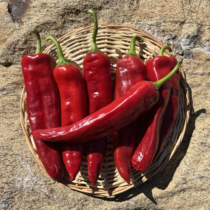Piment Anaheim - Bio