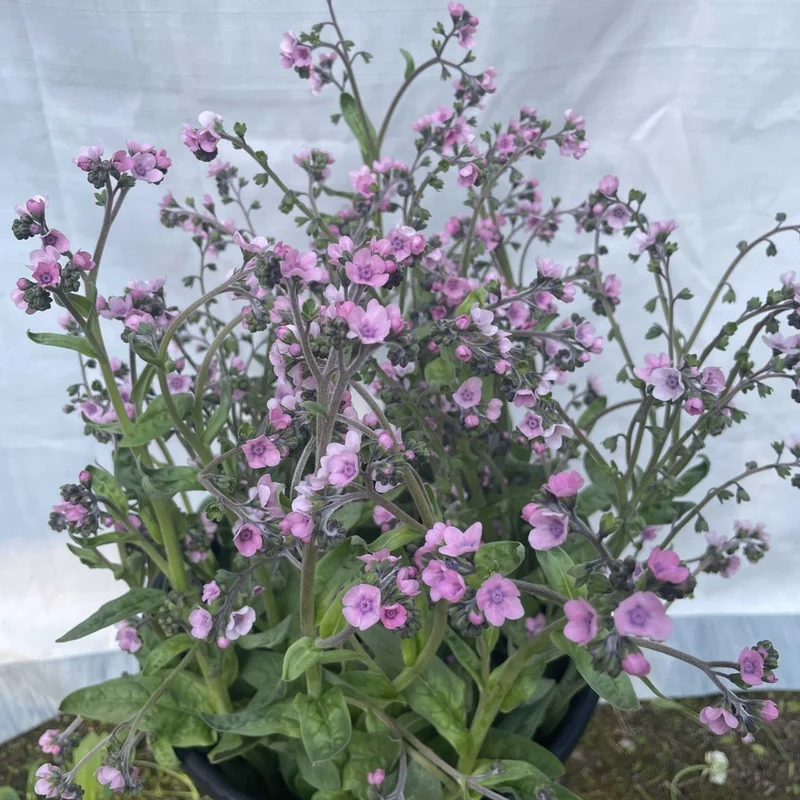 Myosotis chinois rose