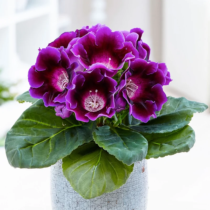Gloxinia des fleuristes violet