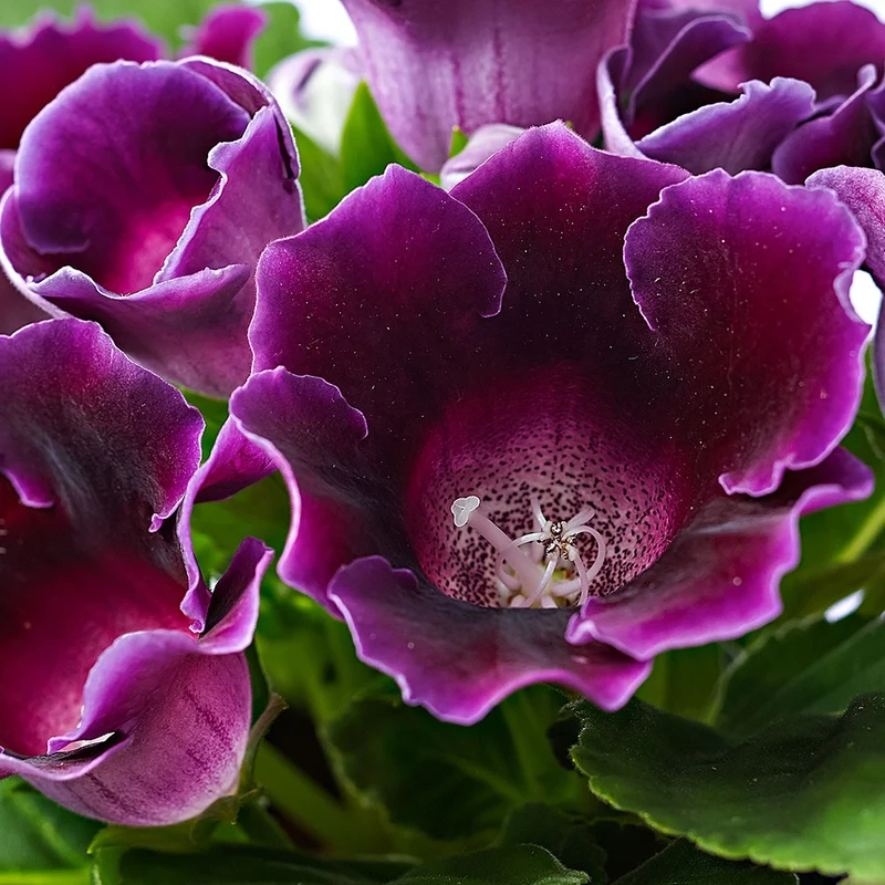 Gloxinia des fleuristes violet
