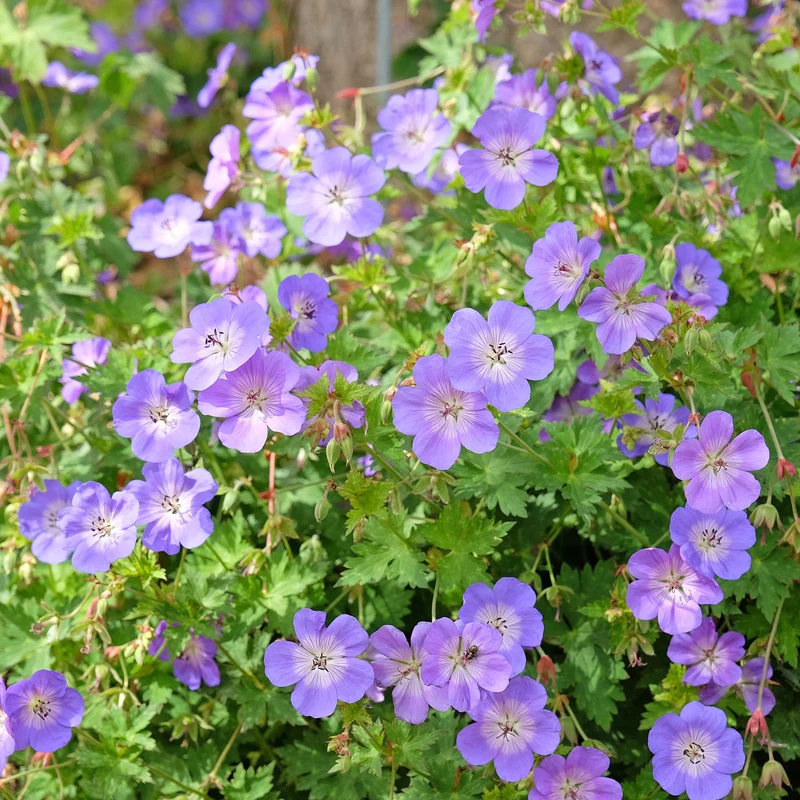 Géranium vivace Rozanne
