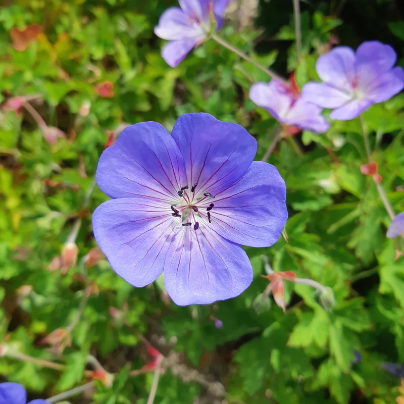 Géranium vivace Rozanne