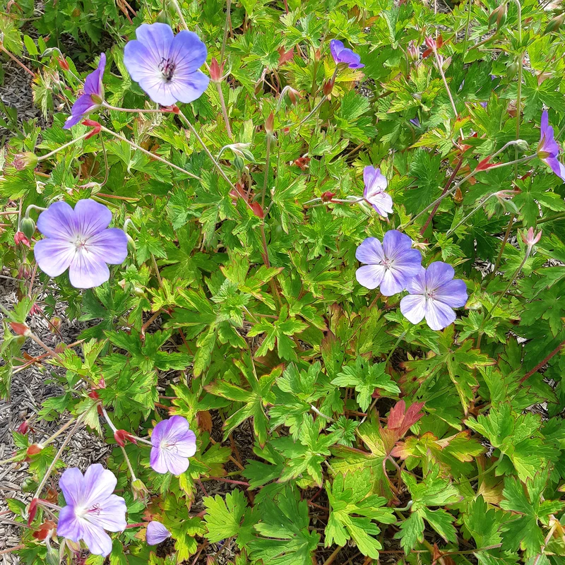Géranium vivace Rozanne
