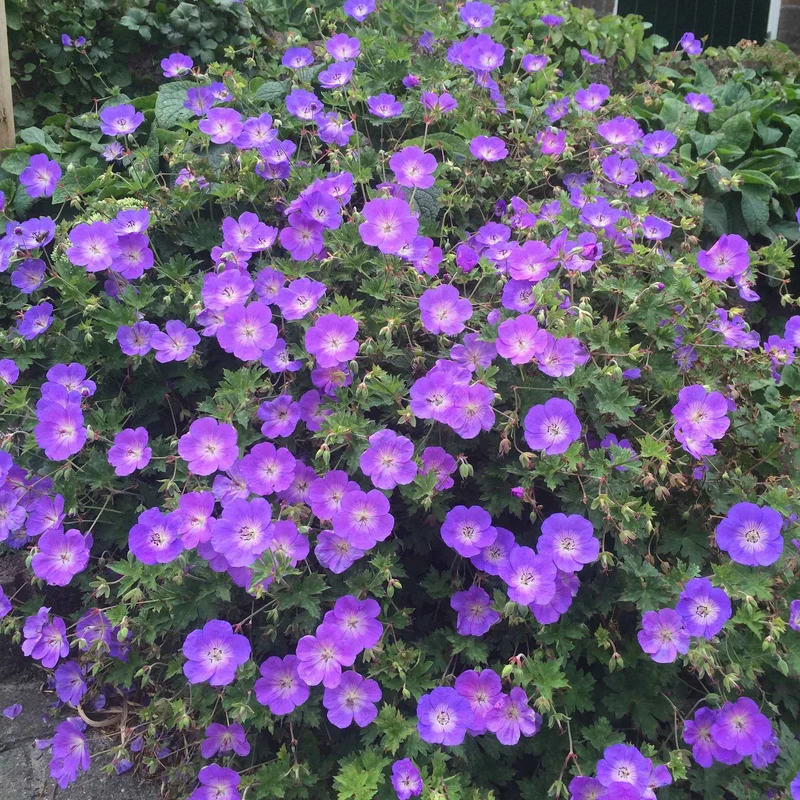 Géranium vivace Rozanne