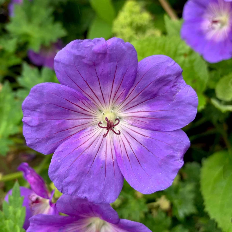 Géranium vivace Rozanne