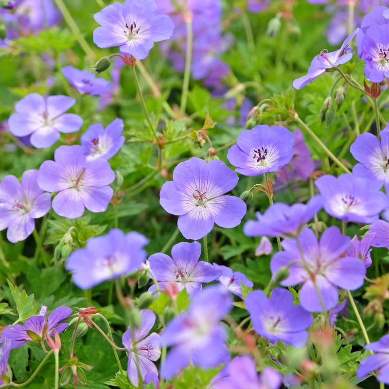 Géranium vivace Rozanne
