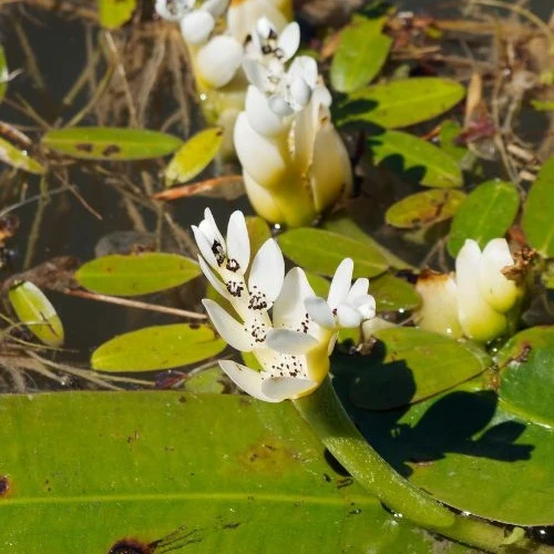 Vanille d'eau