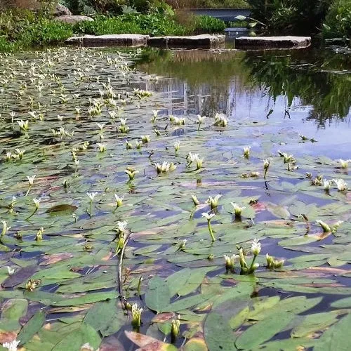 Vanille d'eau