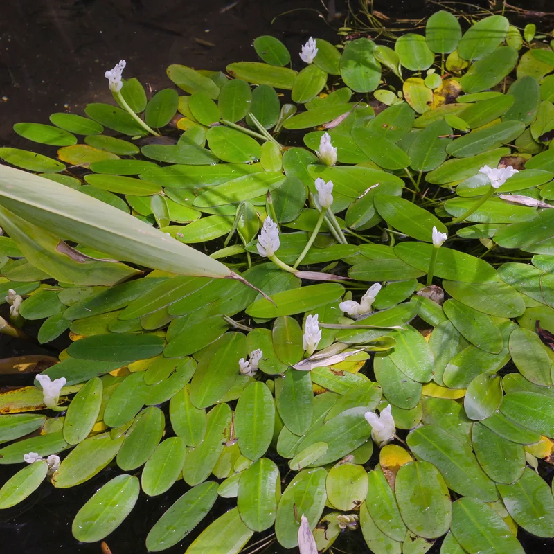 Vanille d'eau
