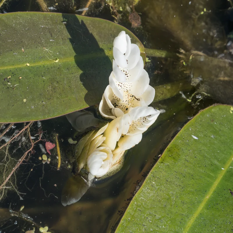 Vanille d'eau