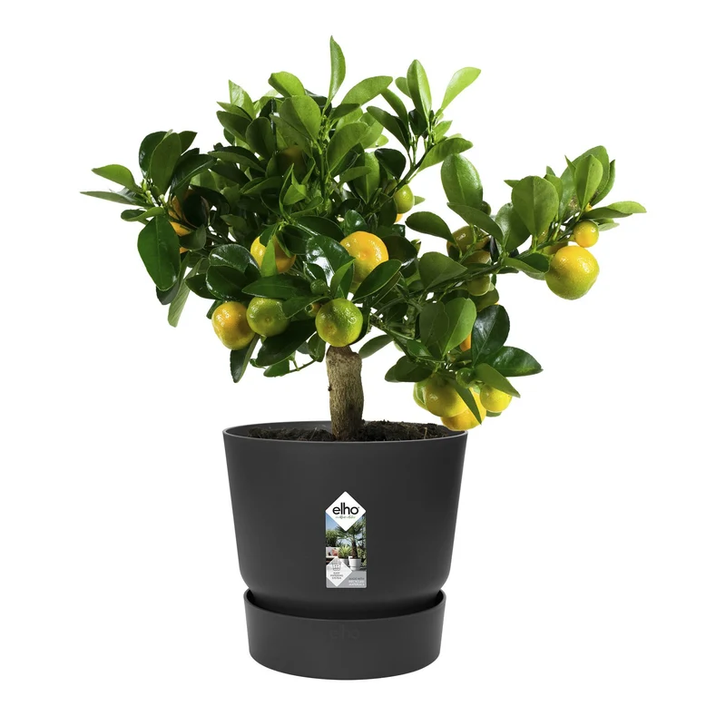 Pot de fleurs Greenville Living noir ELHO