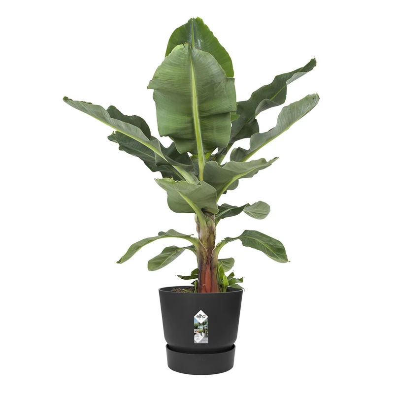 Pot de fleurs Greenville Living noir ELHO