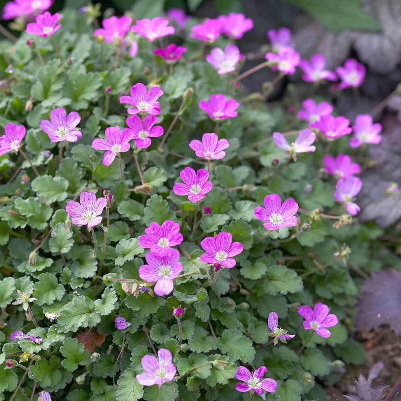 Erodium Bishops Form