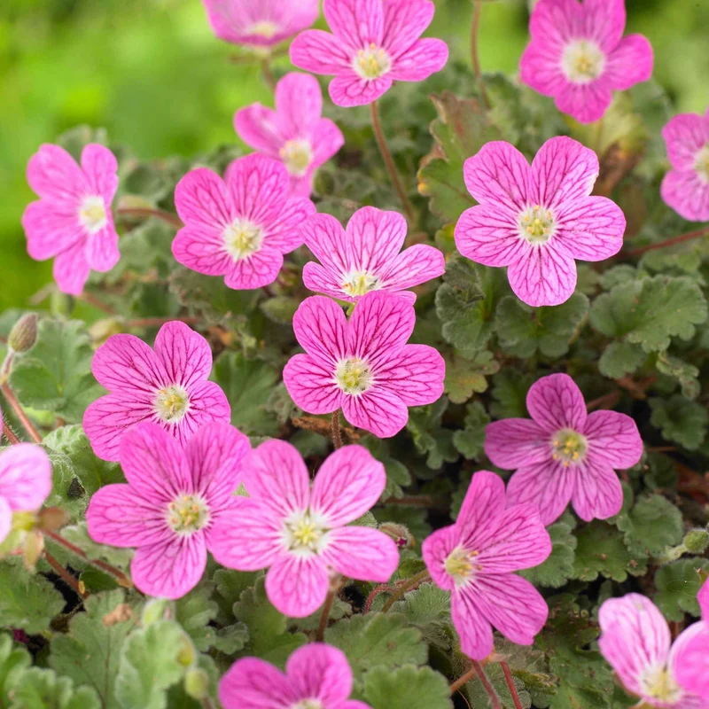 Erodium Bishops Form