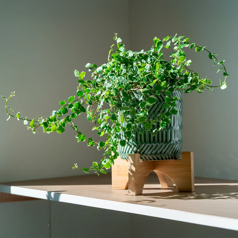 Ficus pumila White Sunny
