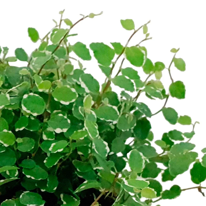 Ficus pumila White Sunny