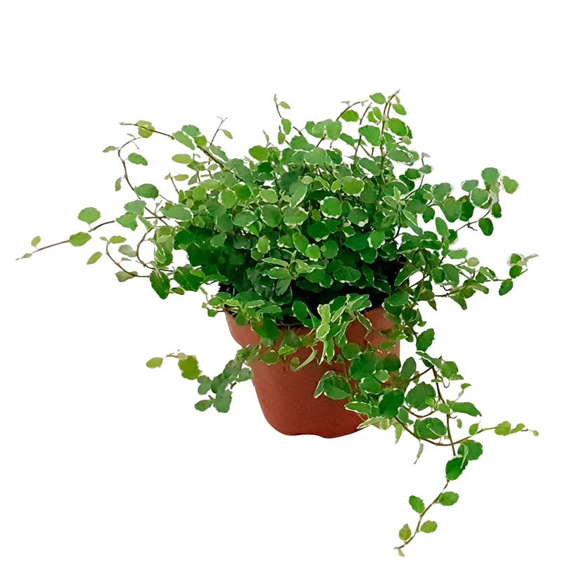 Ficus pumila White Sunny