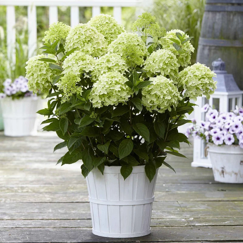 Hortensia paniculé Whitelight