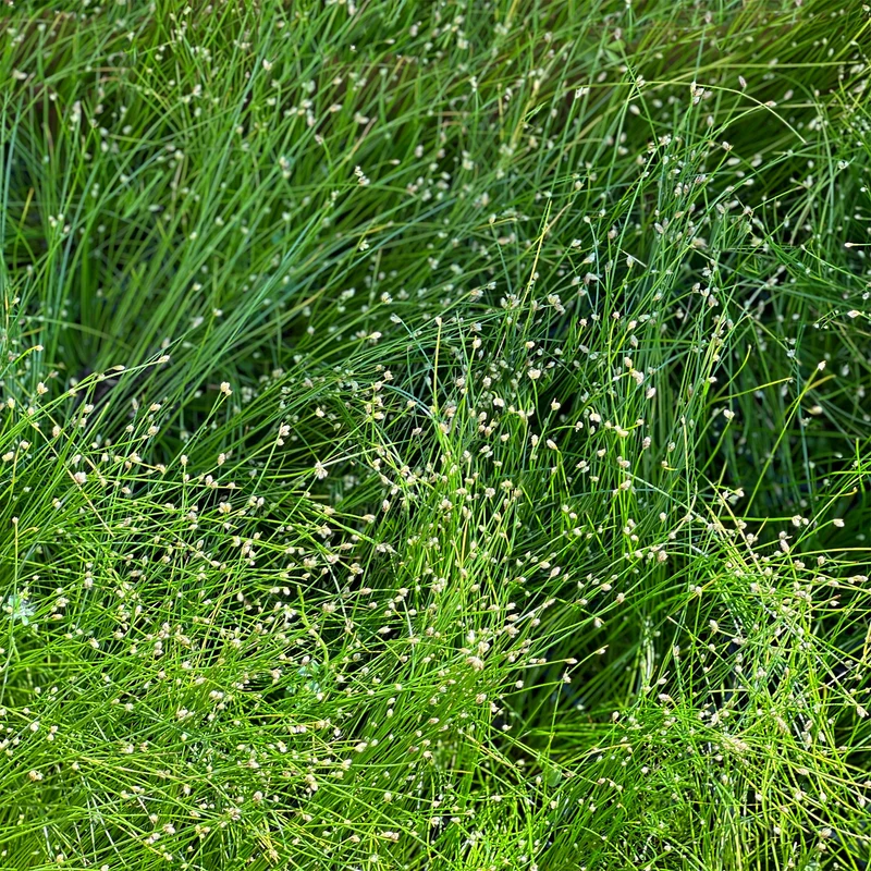 Scirpe infléchi Herbe fibre optique