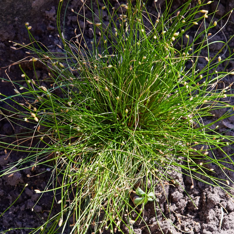 Scirpe infléchi Herbe fibre optique
