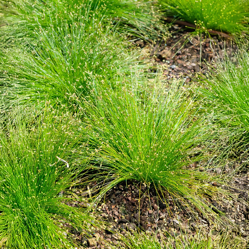 Scirpe infléchi Herbe fibre optique