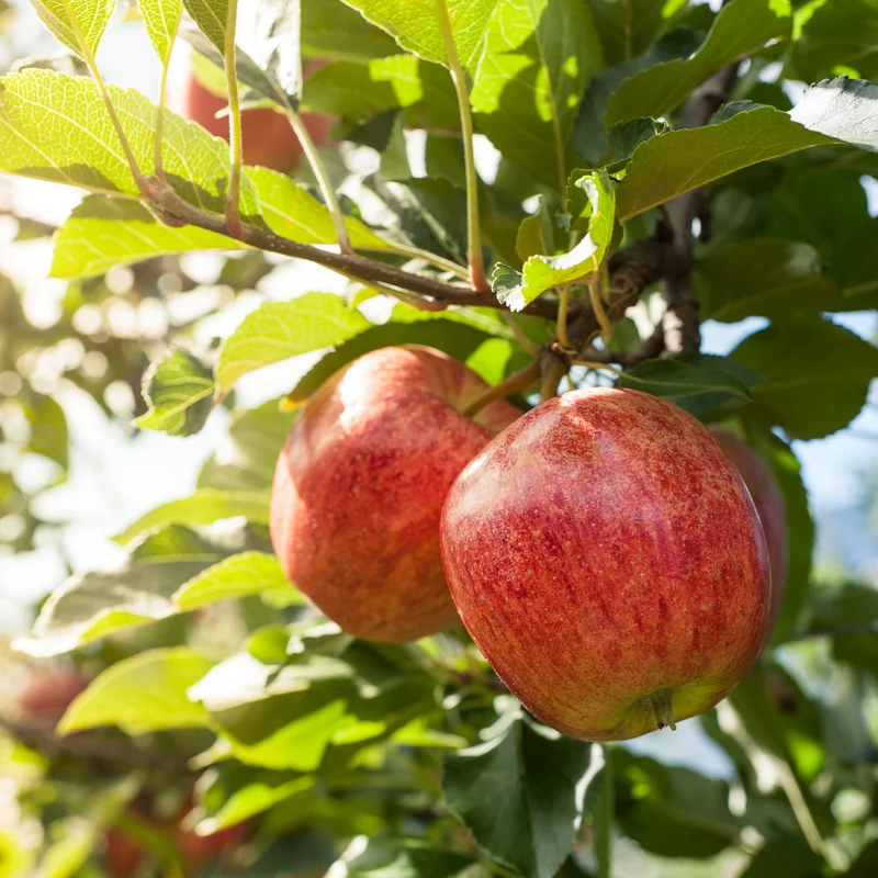 Pommier Gala