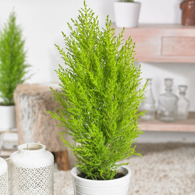 Cupressus Goldcrest Wilma