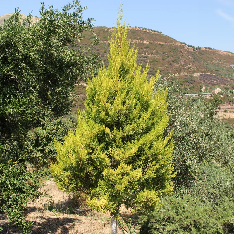 Cupressus Goldcrest Wilma